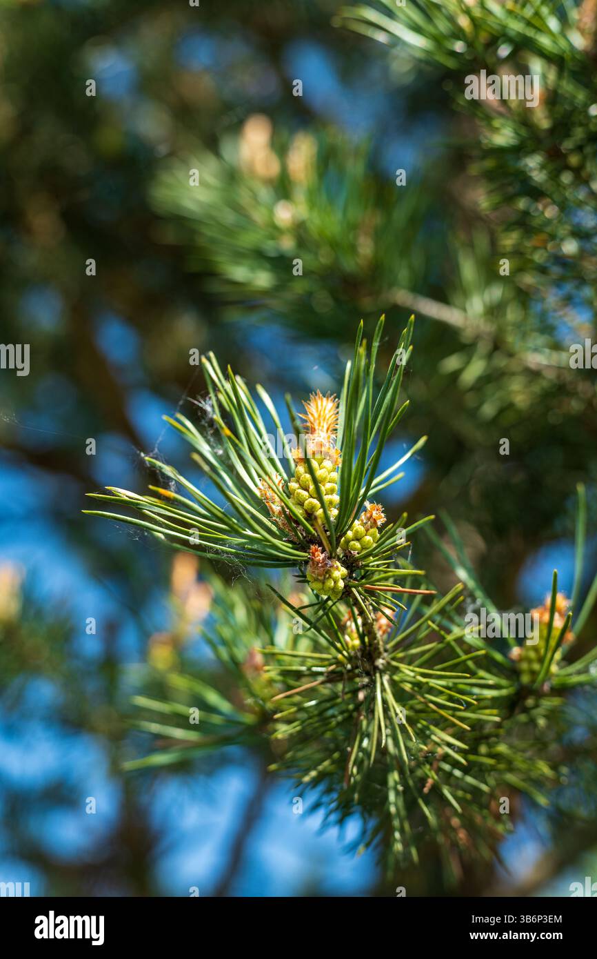 Vertical shot of Pine cone resting on a branch during spring. Stock Photo
