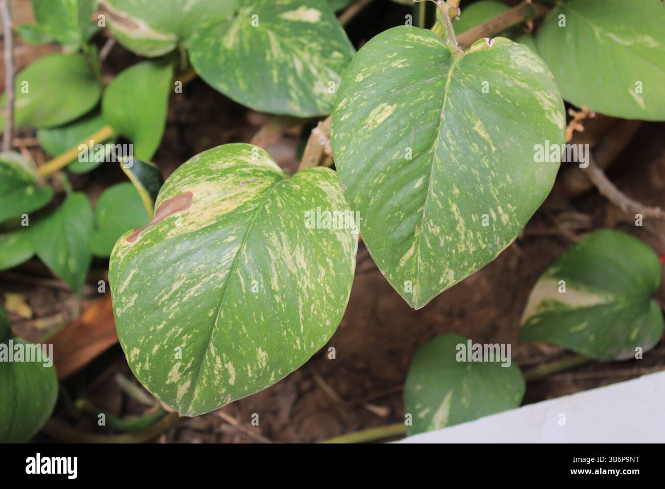 goldfruchtpalme 180 cm Areca Zimmerpflanze - Goldfruchtpalme Ø:21 H:120 cm