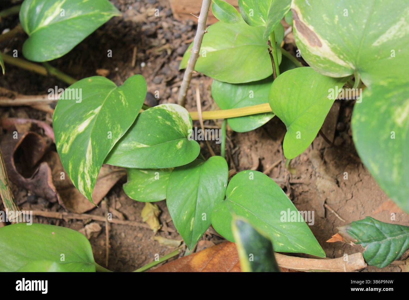 song of india dracena Medium Dracaena 'Song of India' main image 0