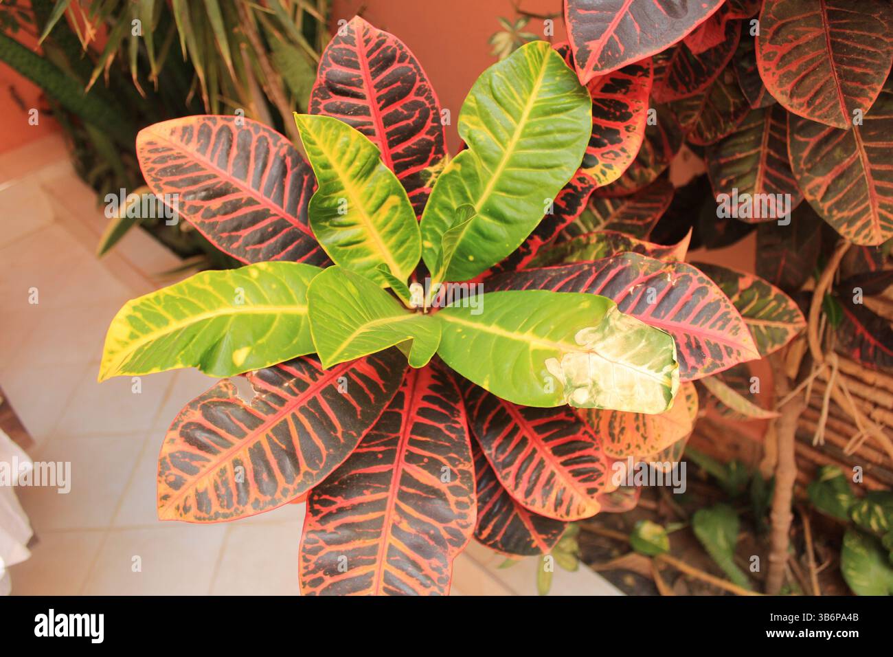 Croton colore hi-res stock photography and images - Alamy