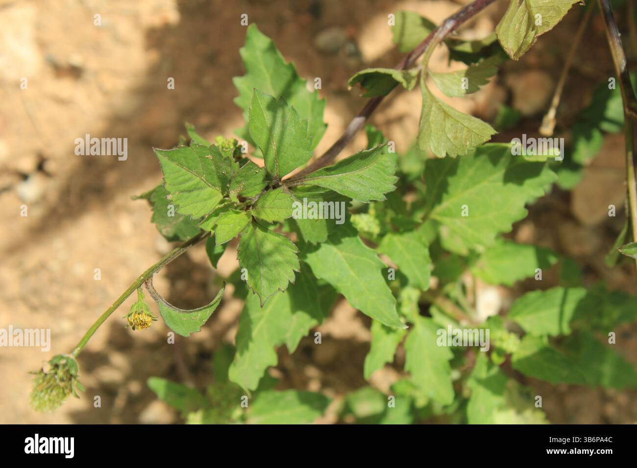 Blackjack plant hi-res stock photography and images - Alamy