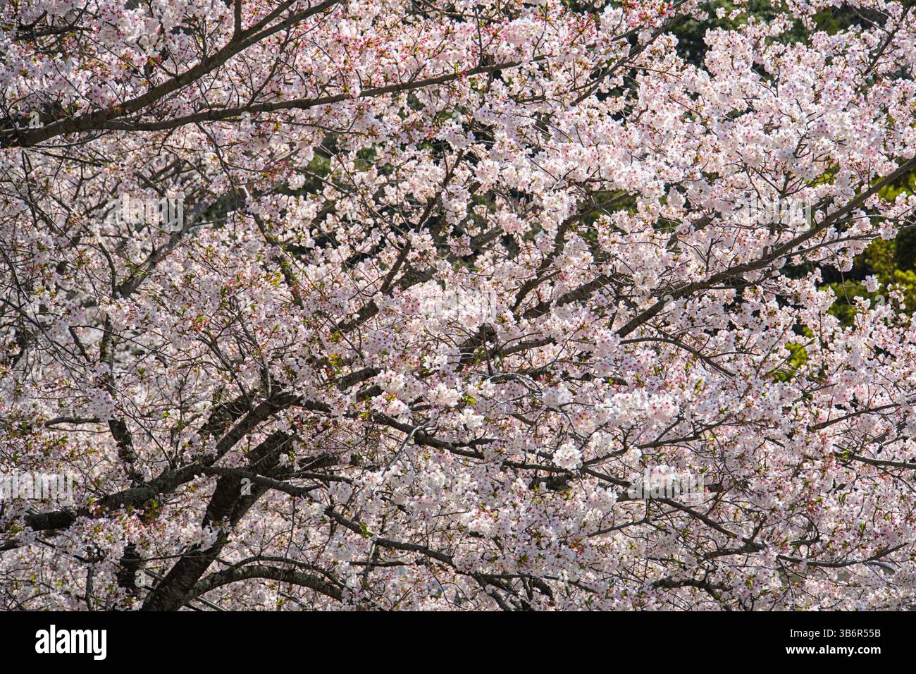 Hanami view the cherry blossoms hi-res stock photography and images - Alamy