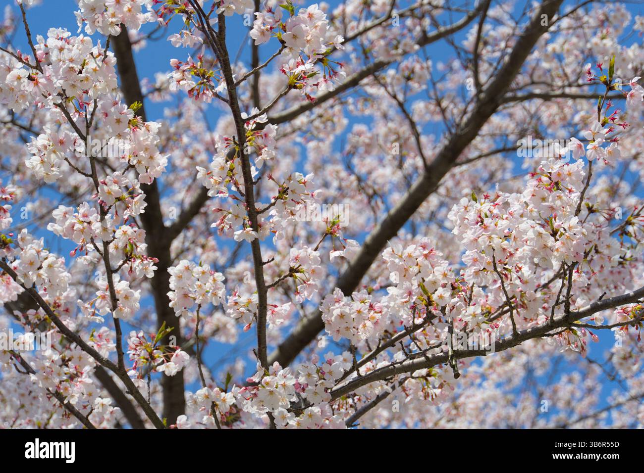 Hanami view the cherry blossoms hi-res stock photography and images - Alamy