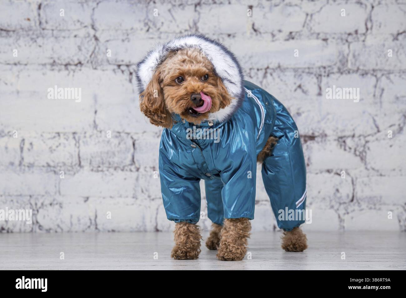 Small funny dog of brown colour with curly hair of toy poodle breed posing in clothes for dogs. Subject accessories and fashionable outfits for pets. Stock Photo