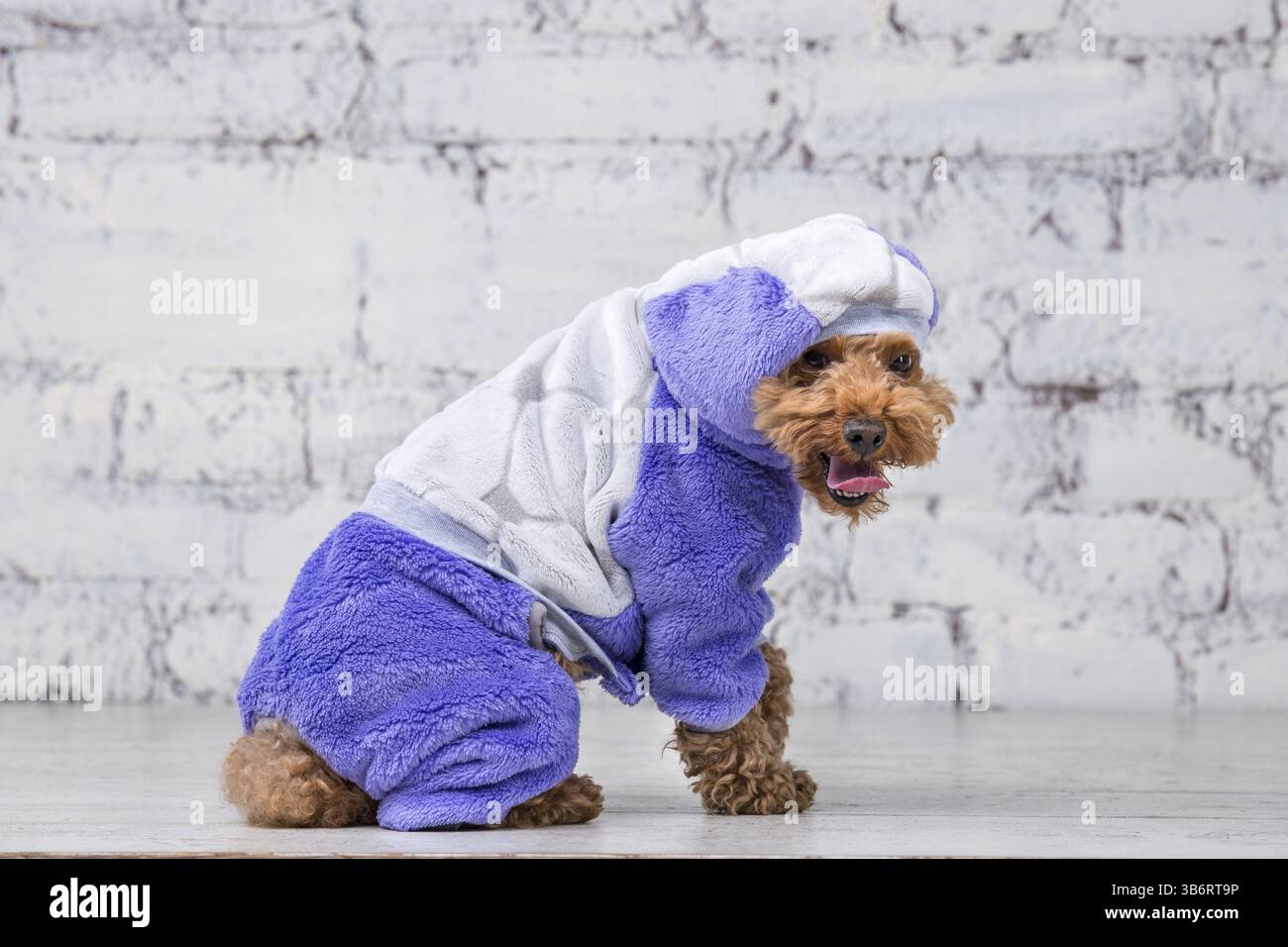 Small funny dog of brown colour with curly hair of toy poodle breed posing in clothes for dogs. Subject accessories and fashionable outfits for pets. Stock Photo