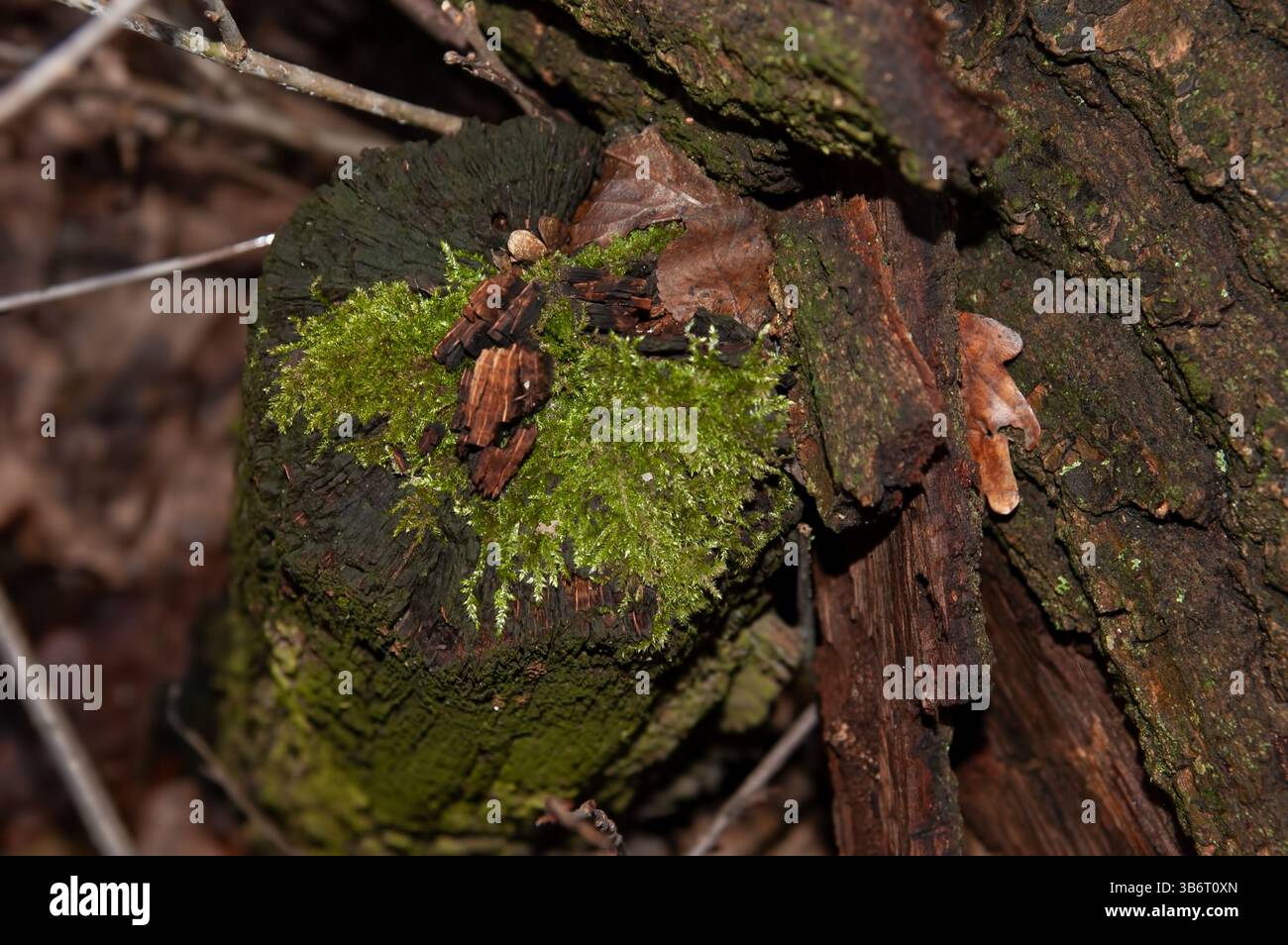 old mossy stump, selective focus. Stock Photo