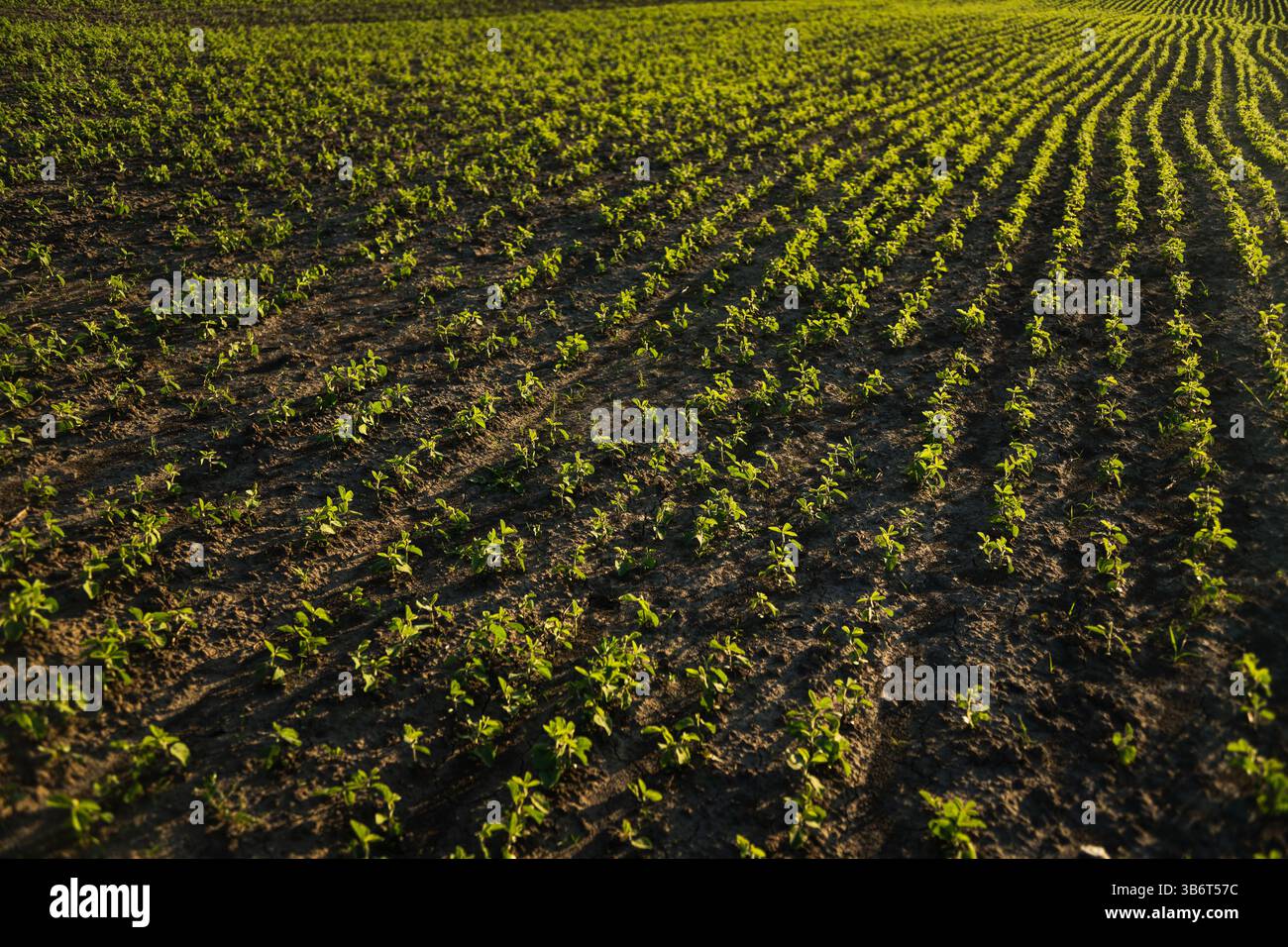Wide view young green crops hi res stock photography and images Alamy