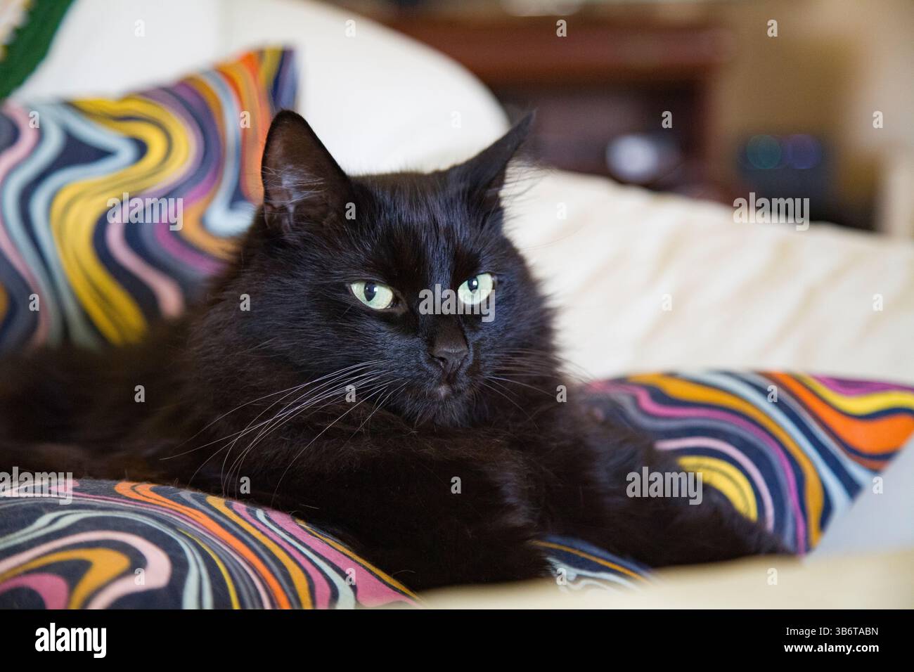 Beautiful black cat close up hi-res stock photography and images - Alamy