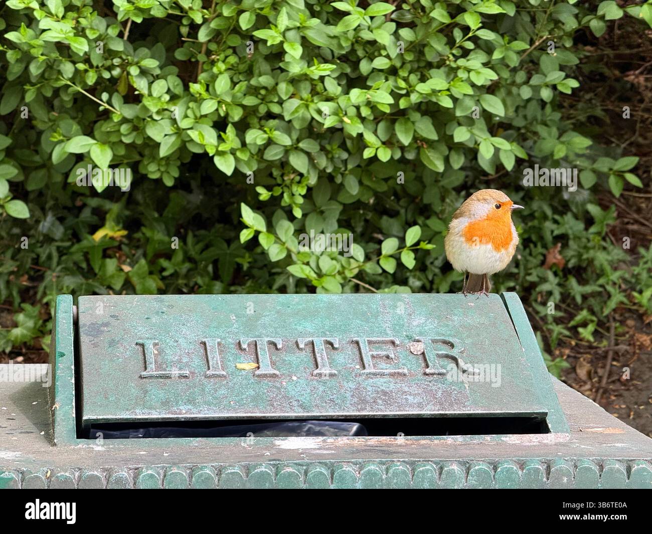 Robin perched on old metal litter bin at Avenham and Miller park in Preston - Smartphone Captured Stock Image Robin perched on old metal litter bin at Avenham and Miller park in Preston - Smartphone Captured Stock Image