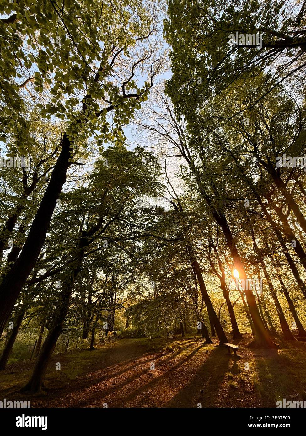 Late afternoon sun through trees casting long shadows in woodland at Adlington near Chorley in Lancashire - Smartphone Captured Stock Image