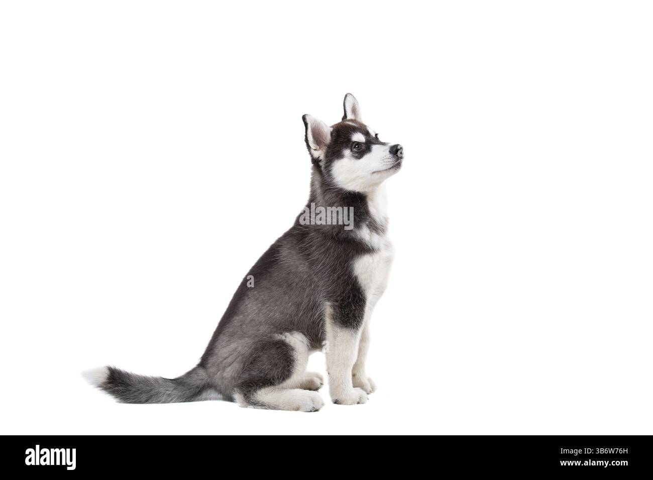 Funny black-white wool puppy purebred husky female puppy on white isolated background in studio. Smiling face of domestic pure bred dog with pointy ea Stock Photo