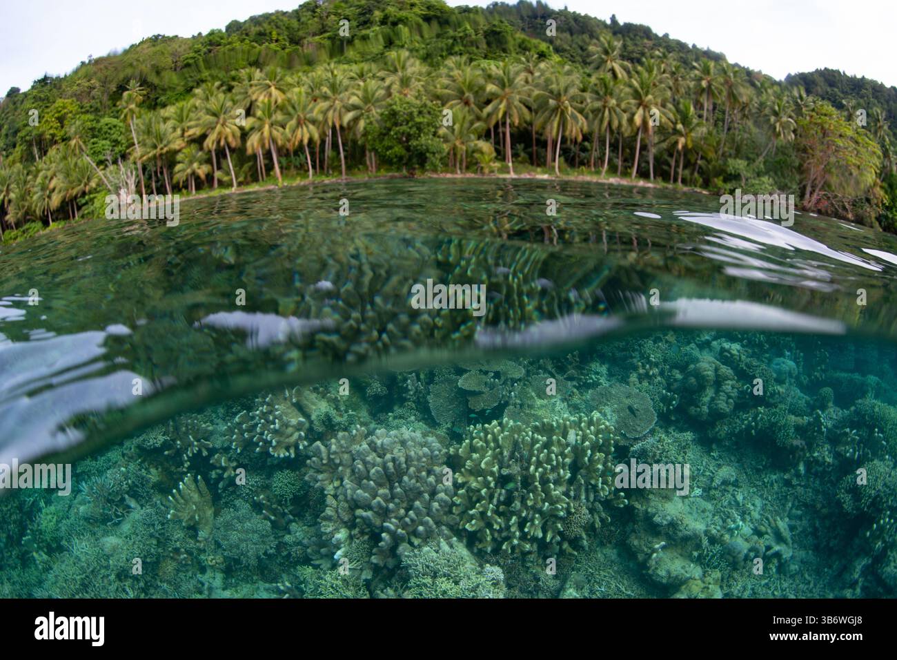 A healthy coral reef grows in the shallows of Halmahera, Indonesia ...
