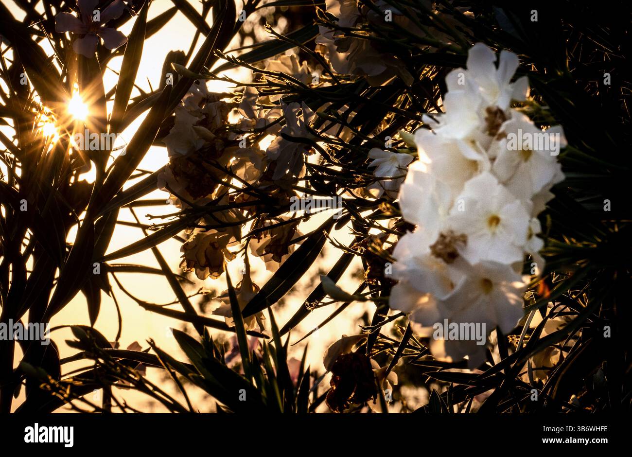 A close-up view of white flowers against a bright, sunlit background. The sunlight filters through the petals, creating a soft glow and highlighting t Stock Photo