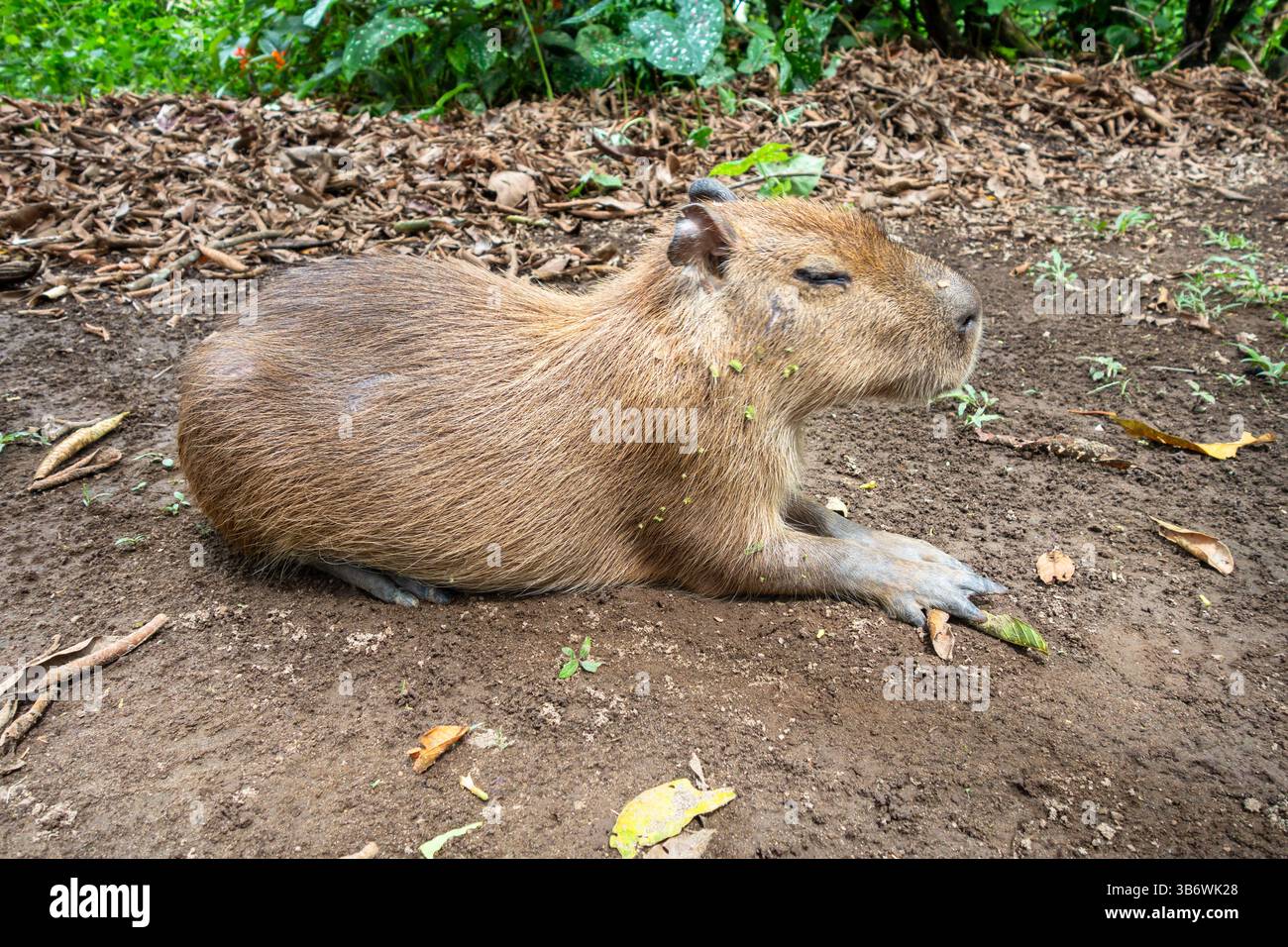 Are Capybaras Amphibious? Surprising Facts Revealed