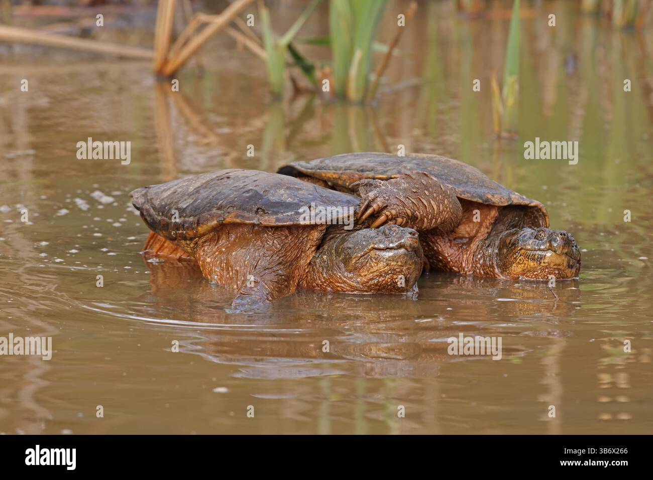 Snapping turtles, Chelydra serpentina, mating, Maryland Stock Photo - Alamy