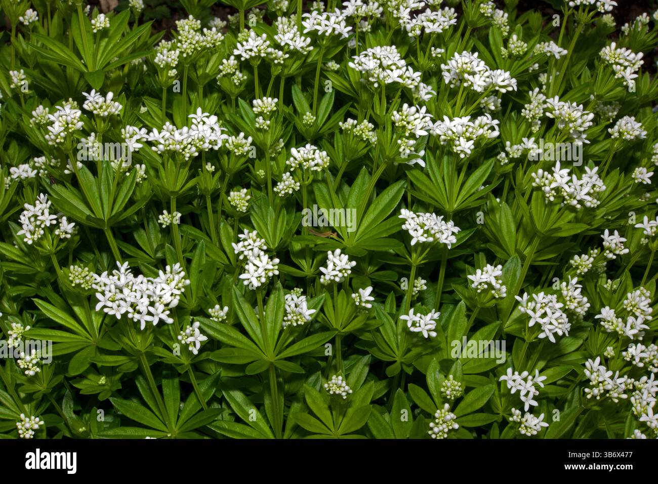Galium odoratum (sweet woodruff) is native to much of Europe together with China and Japan.  It grows in full shade in moist, rich soils. Stock Photo