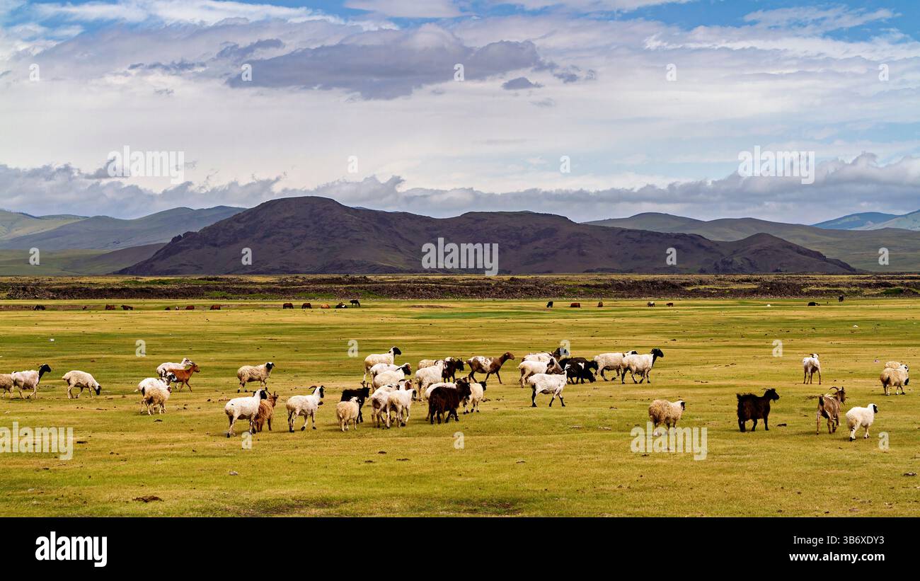 A herd of goats and sheep in the landscape of mongolia Stock Photo - Alamy