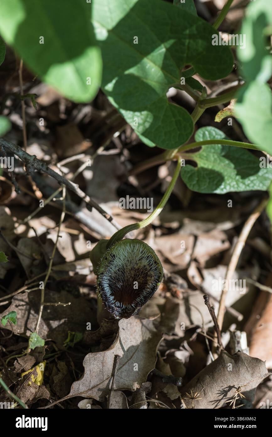 Flower of the rare, endemic birthwort (Aristolochia baseri) in SW ...