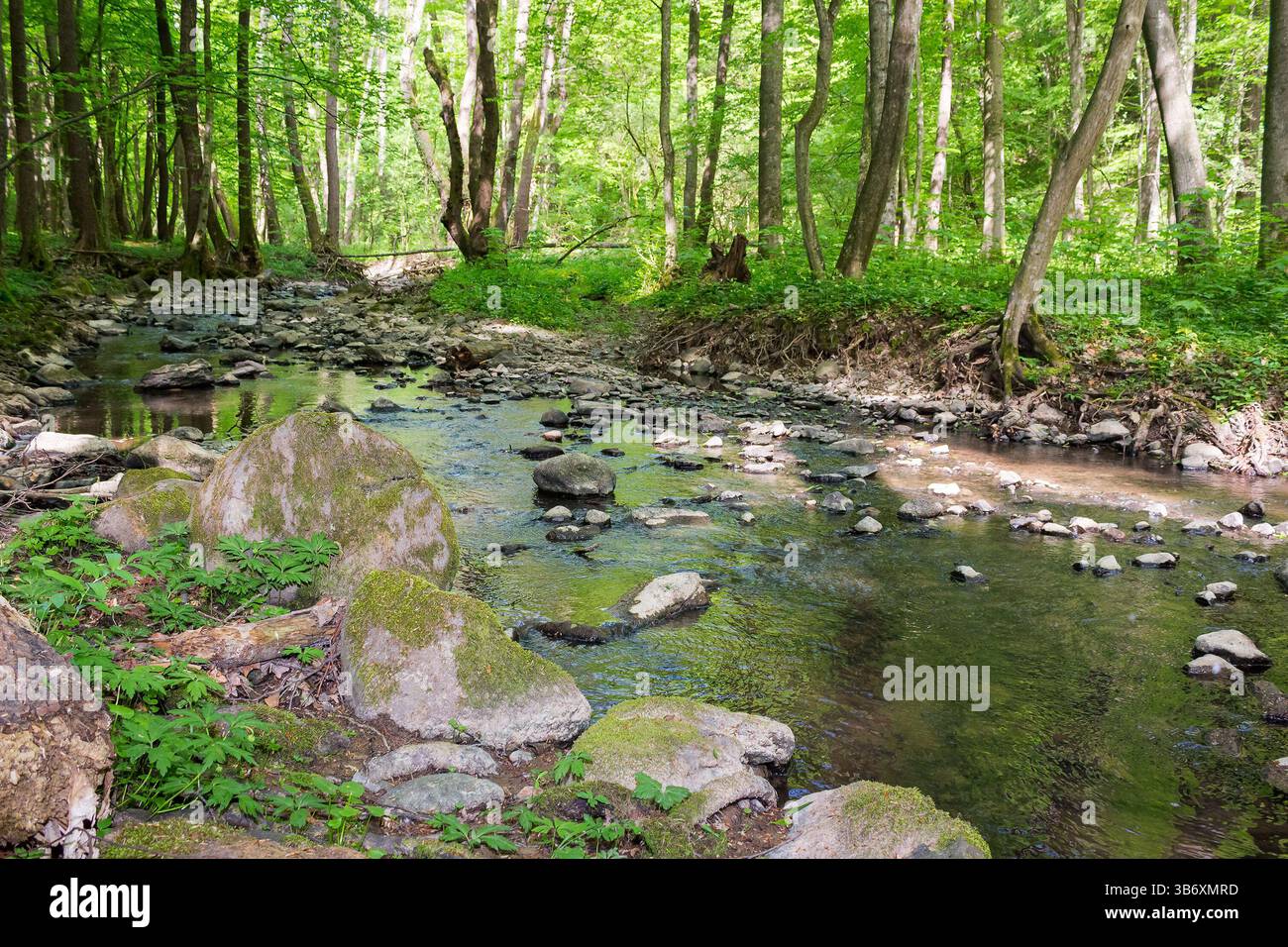 shallow creek in the forest. green park outdoors with foliage trees on the shore in spring. nature environment with roots and stone in the water. land Stock Photo