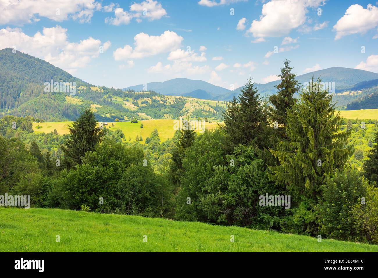mountainous carpathian countryside scenery in summer. fir tree on the grassy alpine hill. summer vacations in highlands of ukraine. view in to the dis Stock Photo