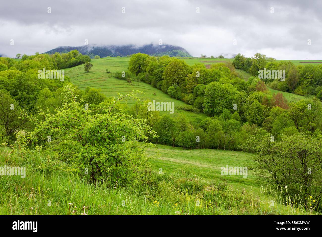 pasture on hill in rural landscape in spring. forest on the hillside. scenic nature scenery with green grass and foliage on a rainy day. clouds on the Stock Photo