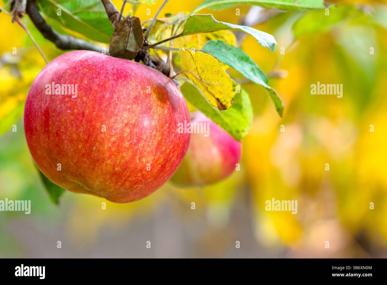 red apple hanging on a twig among leaves. ripe fruit harvest in countryside autumn garden. closeup of organic juicy food Stock Photo