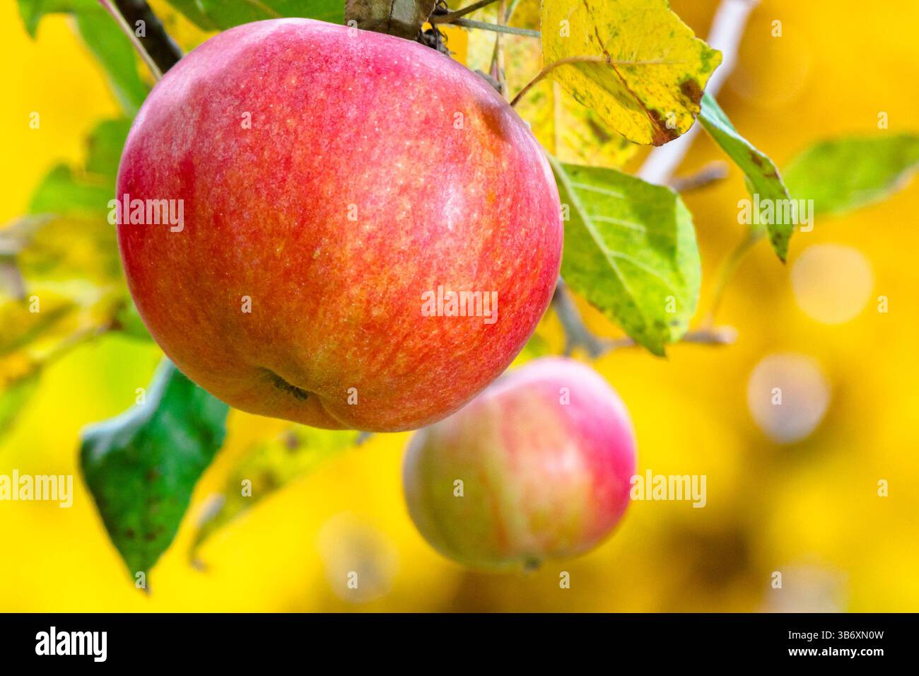 red apple hanging on a twig among leaves. ripe fruit harvest in countryside autumn garden. closeup of organic juicy food Stock Photo