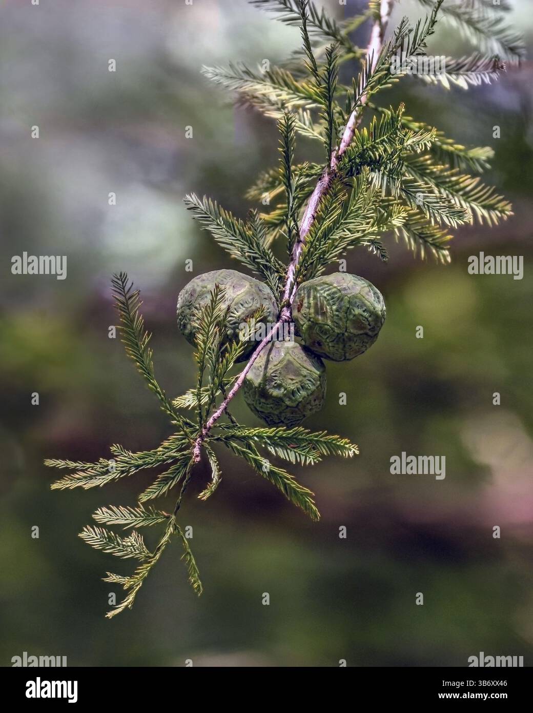 Bald Cypress (Taxodium distichum) cones on a green branch with soft background. Stock Photo