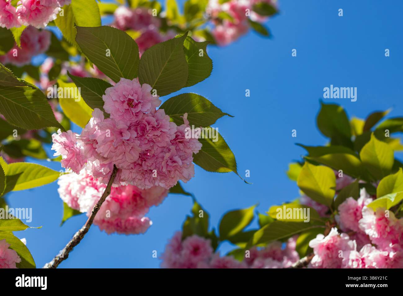 Spring colors in the Botanical Garden of Bucharest Stock Photo - Alamy
