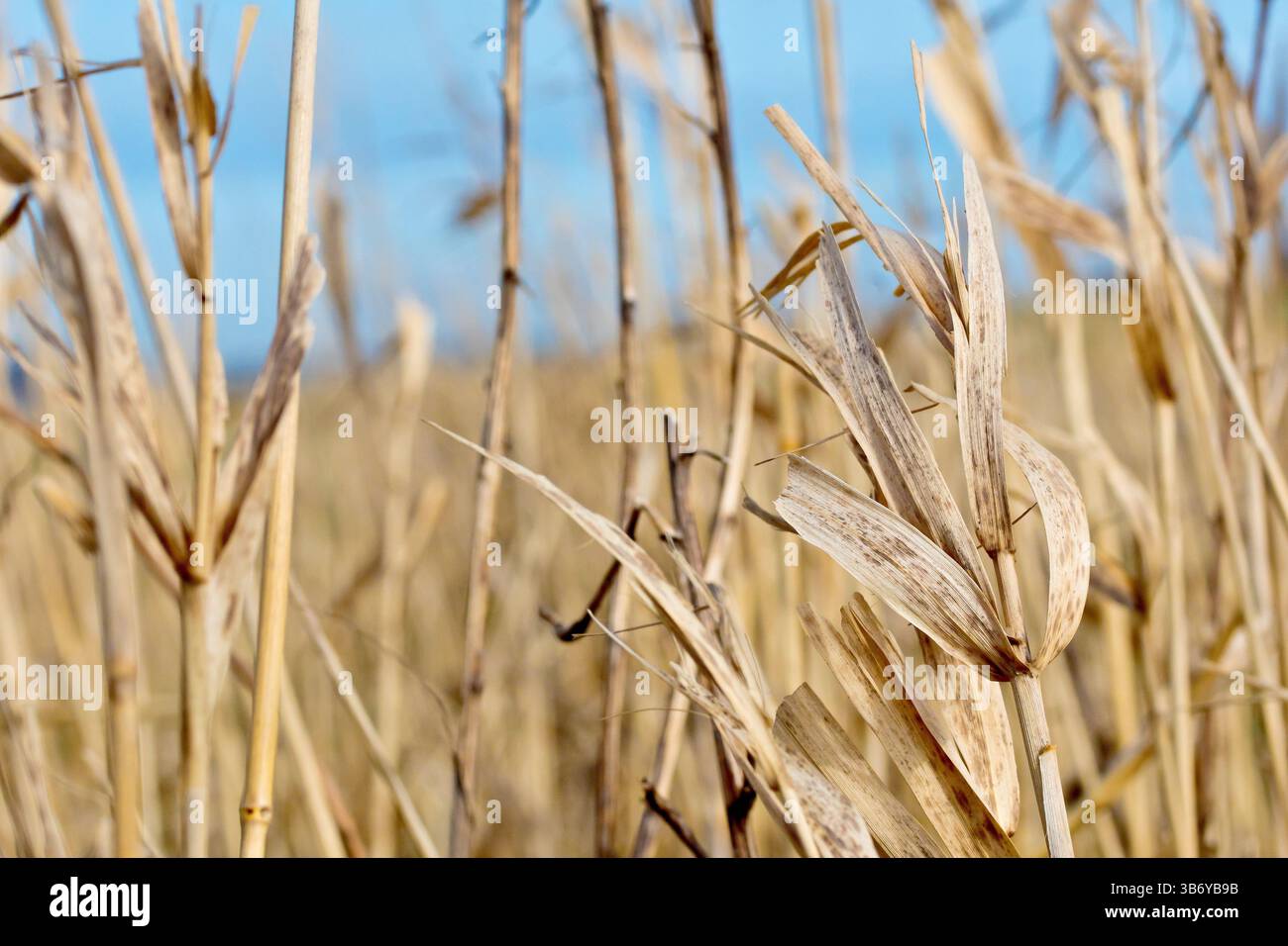 Close up of the top of a tall dead grass stem or stalk growing amongst ...