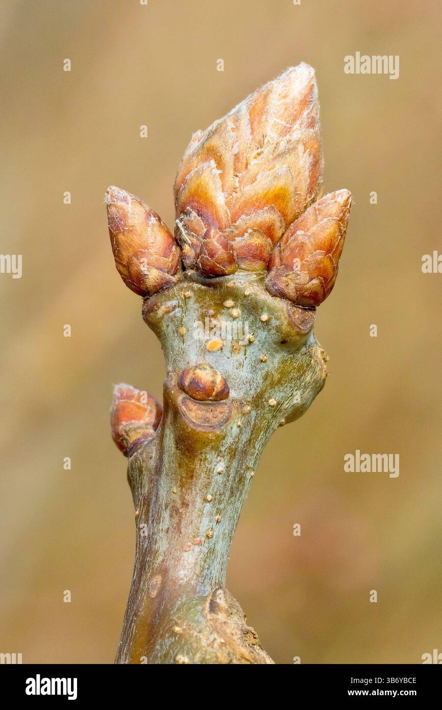 Spring budding oak tree hi-res stock photography and images - Alamy