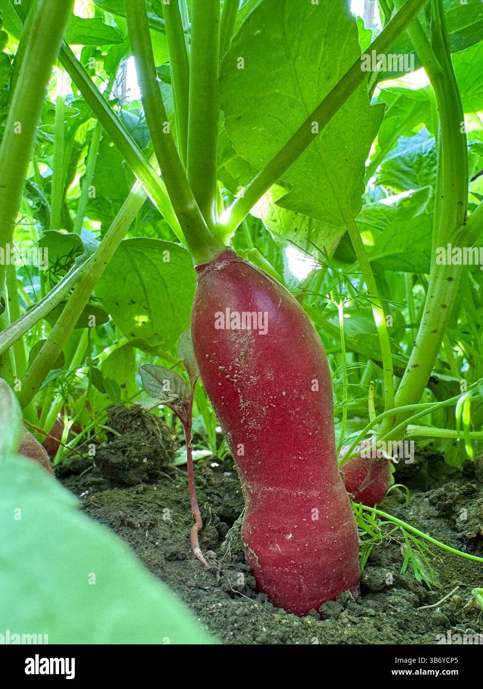 Elongated radish growing in backyard garden, symbol of sustainable ...