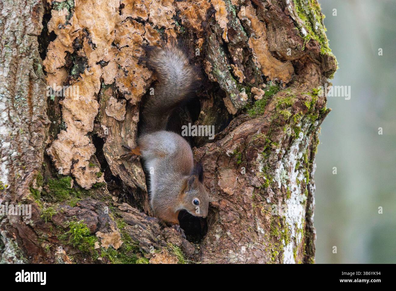 Red squirrel (Sciurus vulgaris) Stock Photo