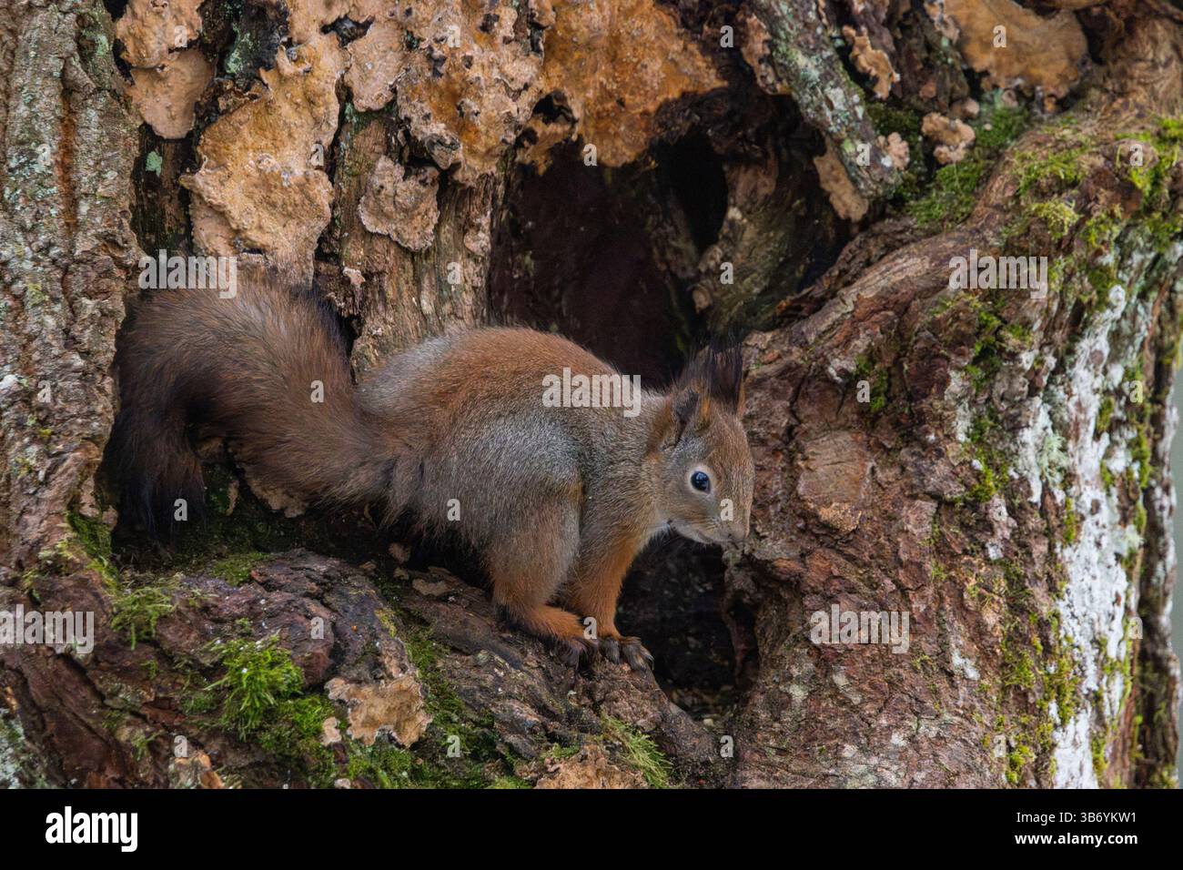 Red squirrel (Sciurus vulgaris) Stock Photo