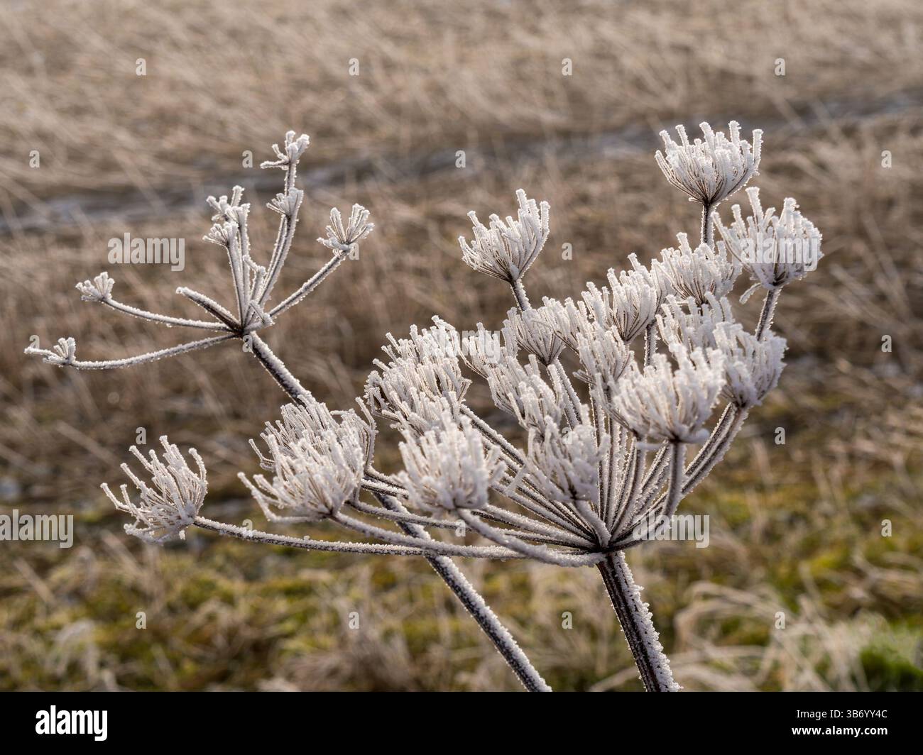 Hedge parsley seedhead covered in Winter hoar frost in January, Leicestershire, England, UK Stock Photo