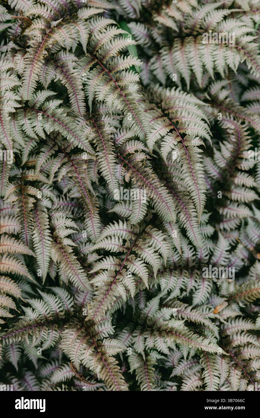 Ferns intricate structure hi-res stock photography and images - Alamy