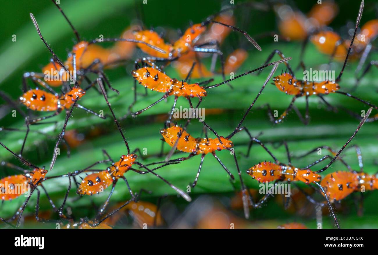 Multiple nymphs of the Eastern leaf-footed bug (Leptoglossus phyllopus) from one brood on saga palm leaf, Galveston, Texas, USA. Stock Photo
