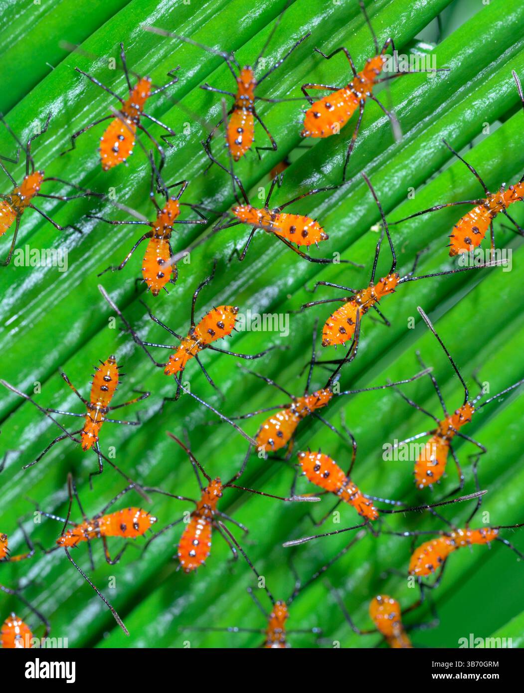 Multiple nymphs of the Eastern leaf-footed bug (Leptoglossus phyllopus) from one brood on saga palm leaf, Galveston, Texas, USA. Stock Photo