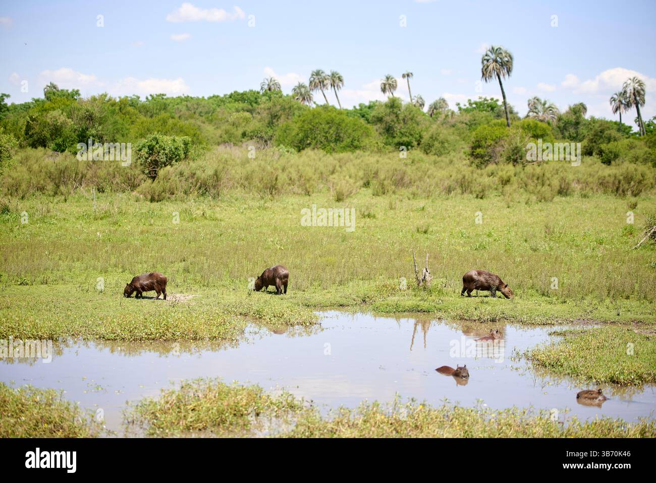 Capybara argentin hi-res stock photography and images - Alamy