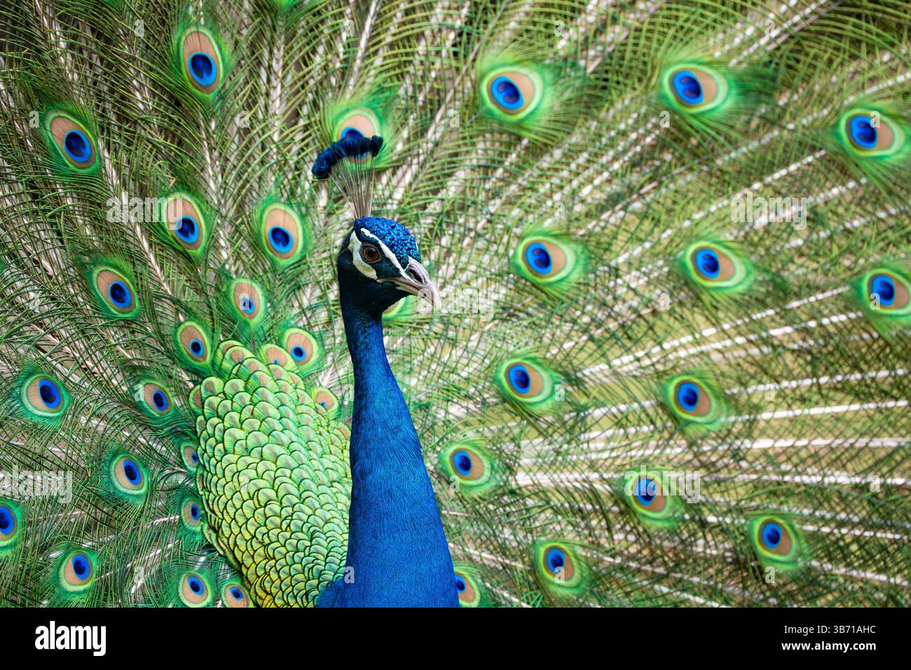 a male peacock displaying its feathers Stock Photo