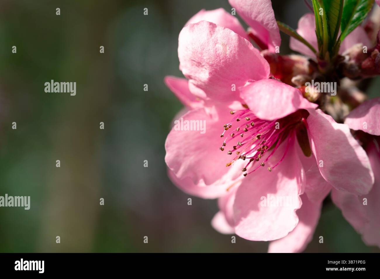 A pink cherry blossom in the sun, green copy space on left Stock Photo