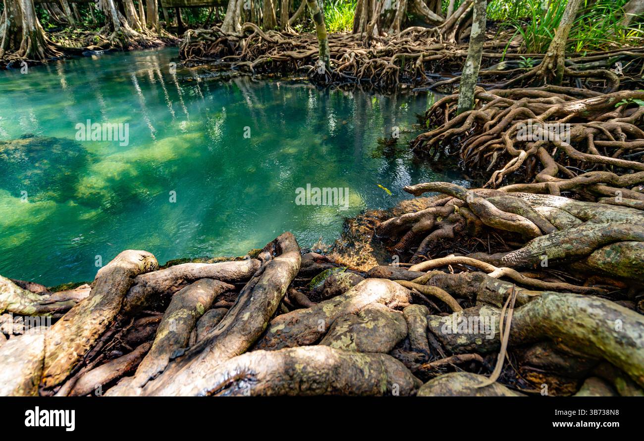 Swamp Stream Tropical trees roots in swamp forest and crystal clear water stream ...