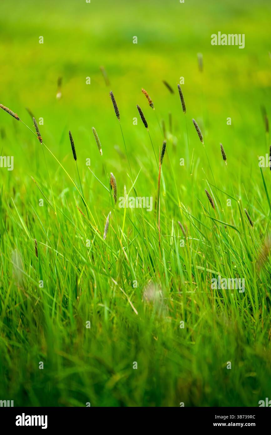 Sustainable carpet hi-res stock photography and images - Alamy