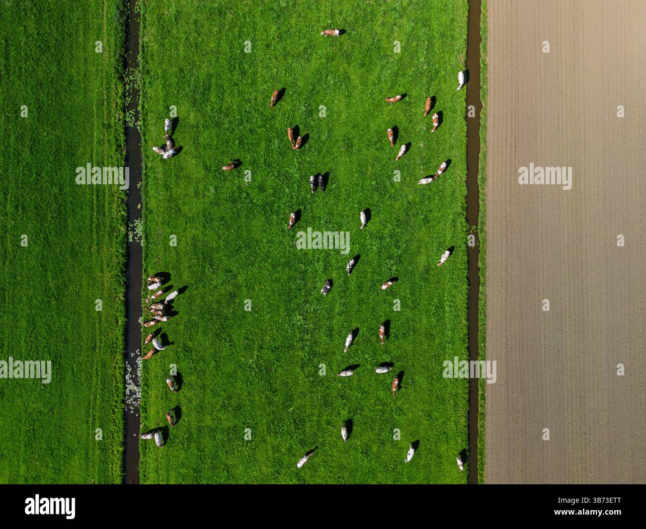 Aerial view of cows grazing on a green pasture, bordered by narrow ...