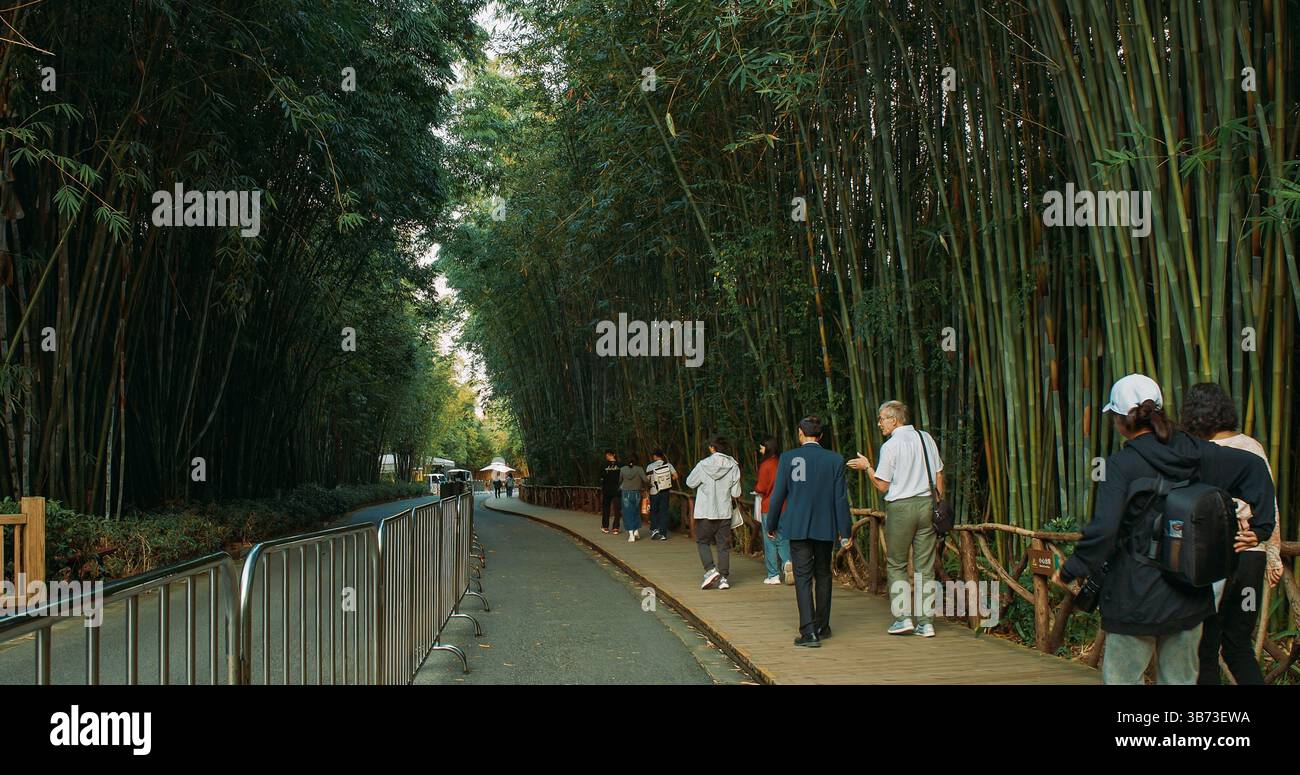 Walk In Breeding Chengdu, Sichuan, China. Tourists Visit Chengdu Research Base Of Giant ...
