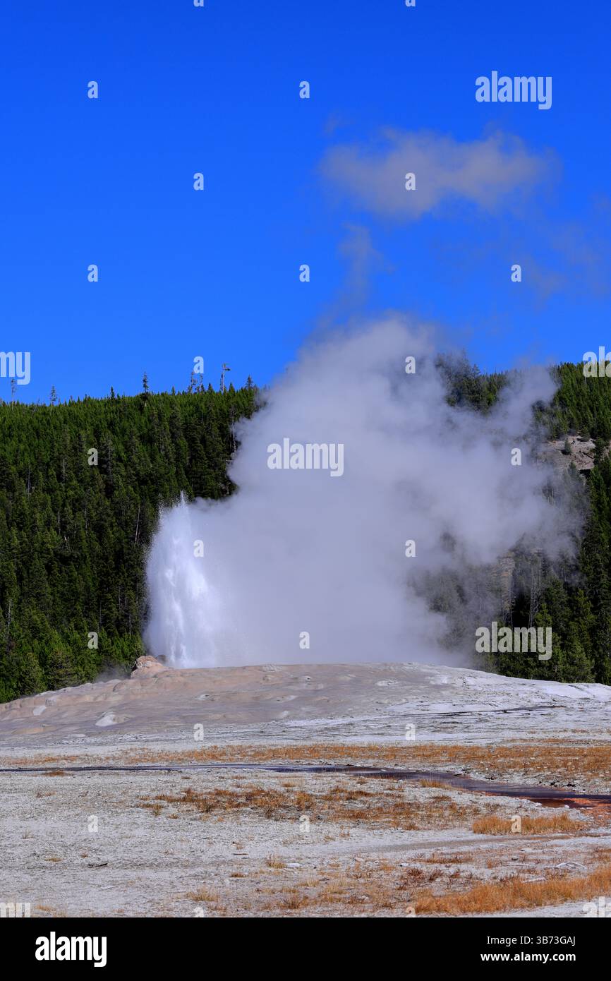At Old Faithful Geyser in Yellowstone National Park, Wyoming, USA, a steamy plume erupts mightily from thermal rocks, reaching a clear blue sky above. Stock Photo