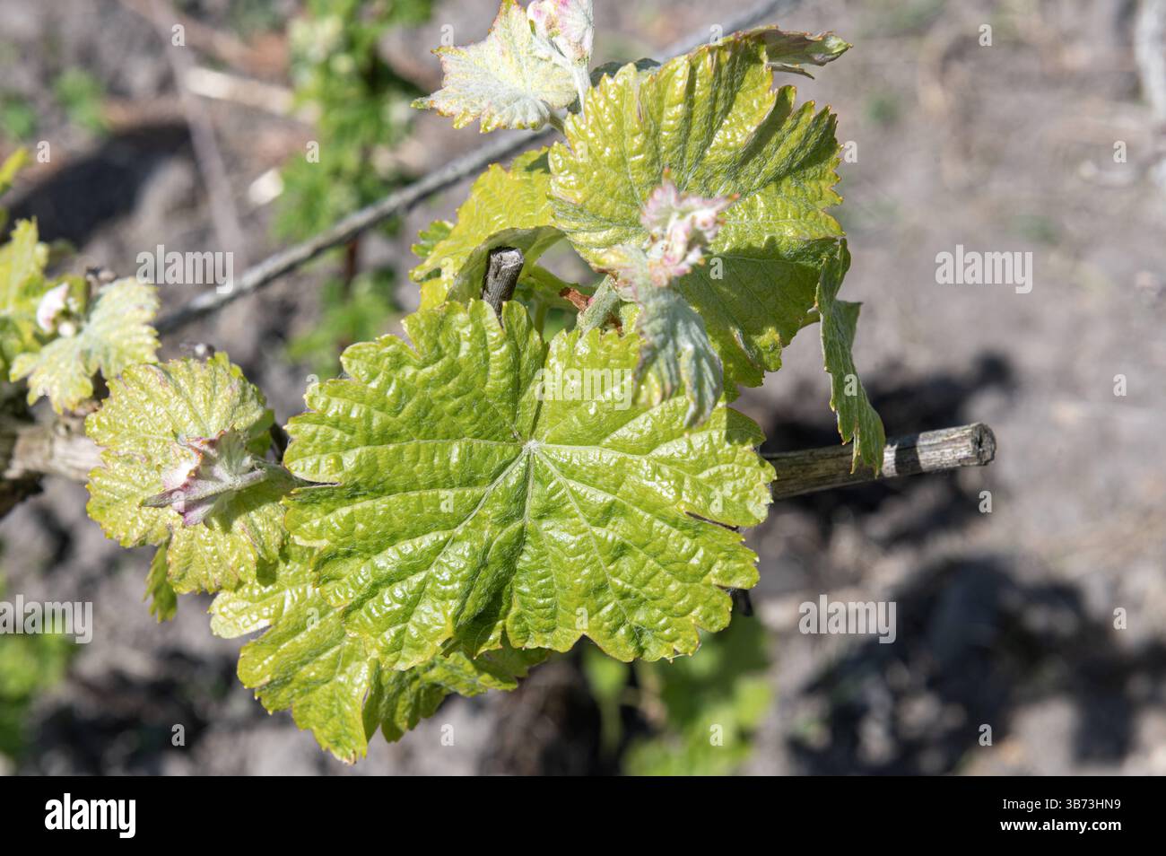 General stock - gardening. Vine vitis leaves coming through as a sign ...