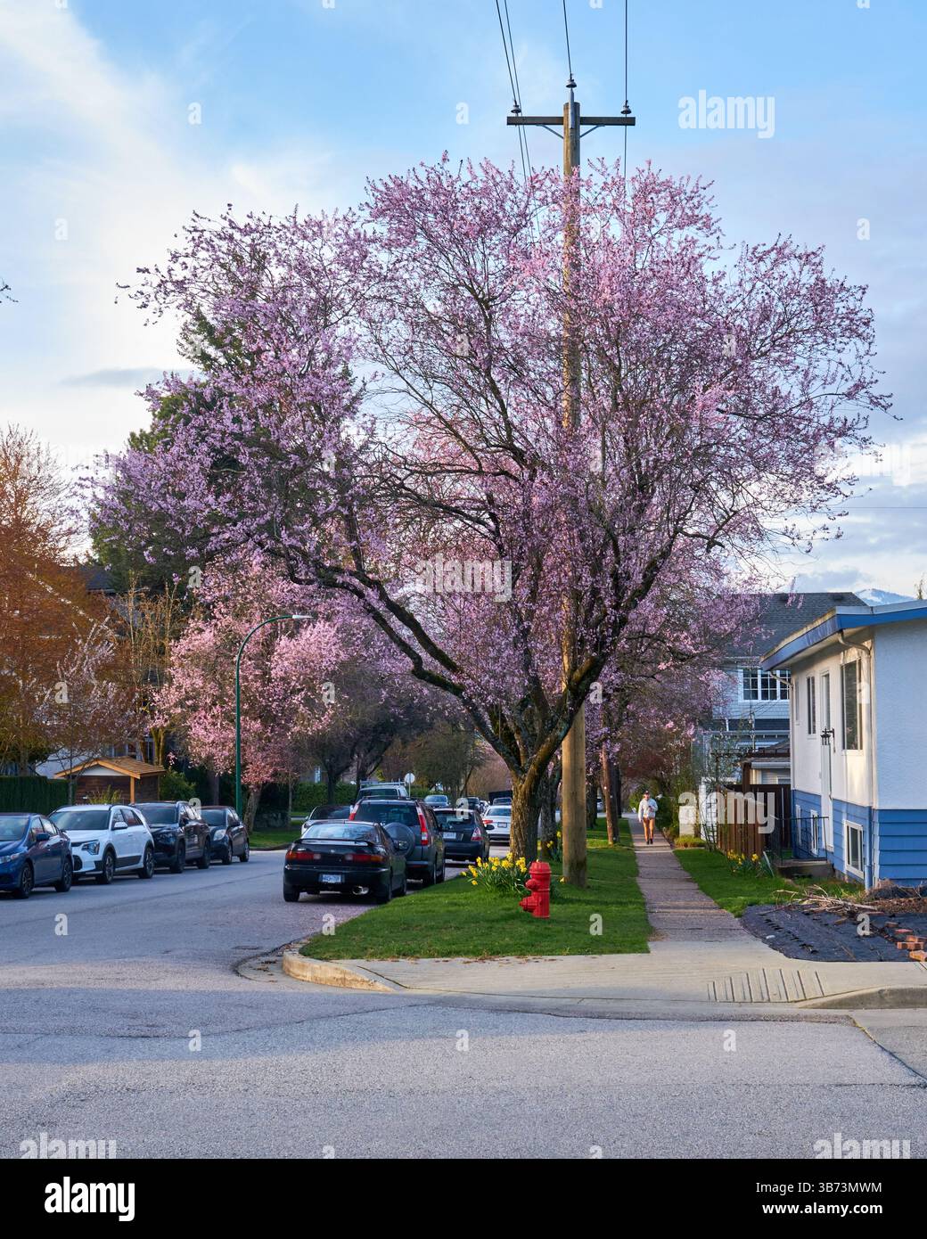 Cherry blossoms in bloom Vancouver BC. Stock Photo