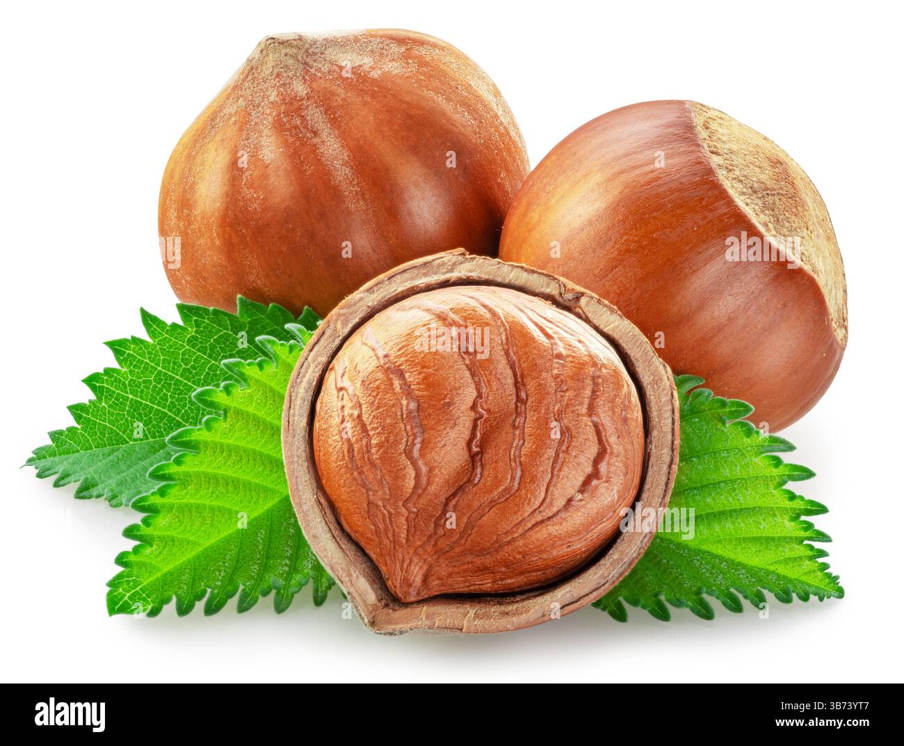 Hazelnuts, hazelnut kernel and green leaves on white background. Full depth of field. Clipping path. Stock Photo