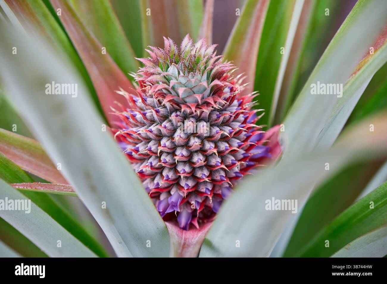 Young pineapple growing on plant Stock Photo